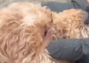 C1212022_poor dog was lying in middle of road, exhausted hung…_trimmed