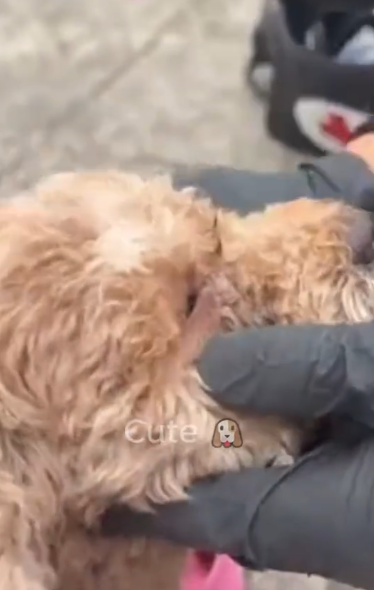 C1212022_poor dog was lying in middle of road, exhausted hung…_trimmed