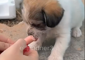 C1212024_On her way home work, woman saw day old puppy wandering o…_trimmed