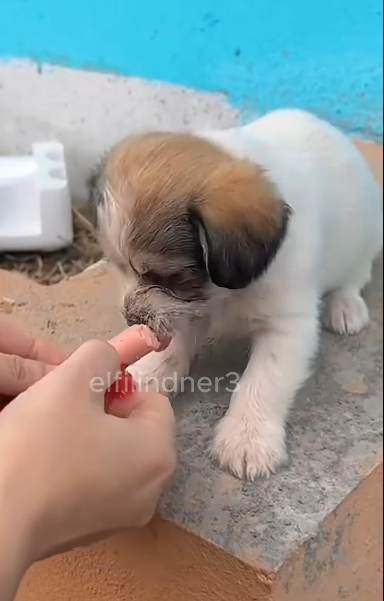 C1212024_On her way home work, woman saw day old puppy wandering o…_trimmed