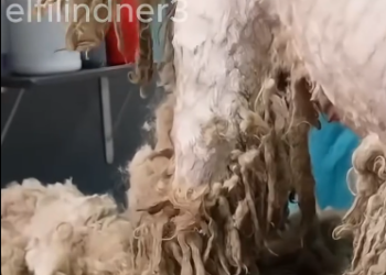 C1212028_poor dog is finally has life belongs to him…._trimmed