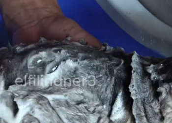 C1212030_On my way home work, saw small dog lying motionless on s…_trimmed