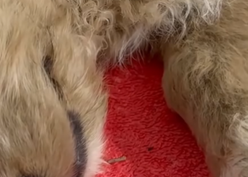 C1212025_kind brave man crossed highway without hesitation to save a…_trimmed_trimmed