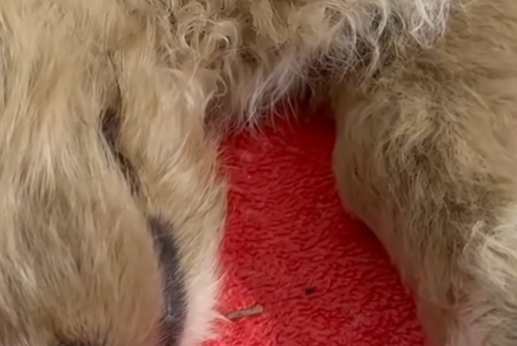 C1212025_kind brave man crossed highway without hesitation to save a…_trimmed_trimmed