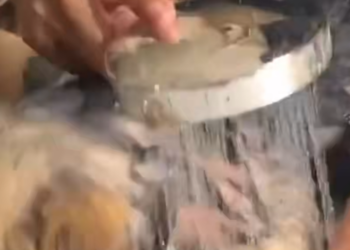 C1212026_poor dog was paralyzed after car accident its owner abando…_trimmed_trimmed