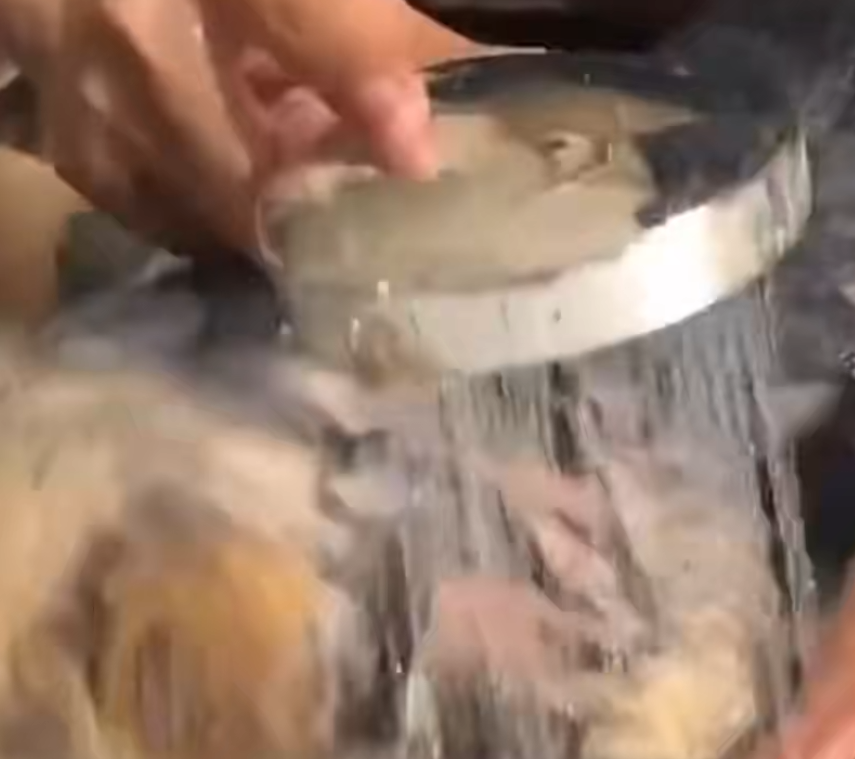 C1212026_poor dog was paralyzed after car accident its owner abando…_trimmed_trimmed