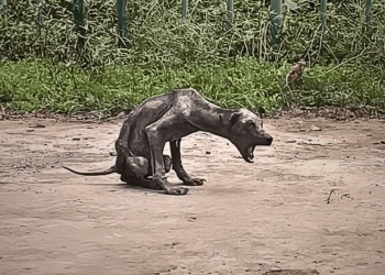 A neglected stray dog lived by the garbage dump, skeletal like a bat, no one willing to come near.