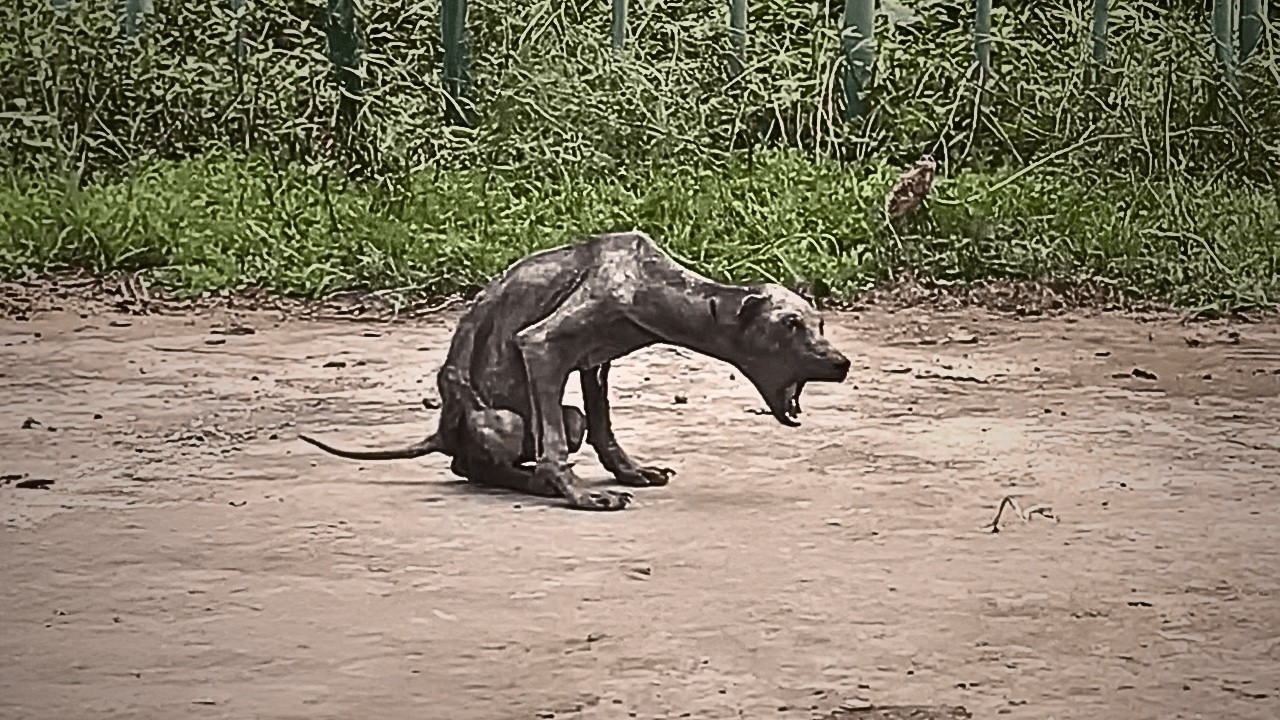 A neglected stray dog lived by the garbage dump, skeletal like a bat, no one willing to come near.