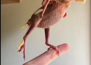 C1512001_Rescue parrot #rescue #rescueanimals #animals #parrot #parrotsoftik…