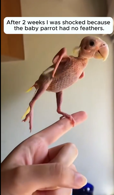 C1512001_Rescue parrot #rescue #rescueanimals #animals #parrot #parrotsoftik…