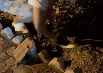 C0112003_She lost her mama,but now she got me.#rescue #kitten_part2