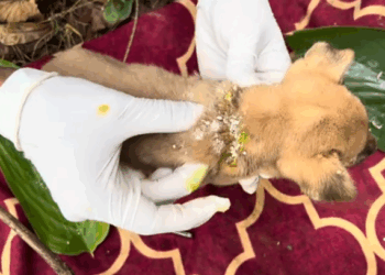 C0112020_A starving life unable to move #feedthem #rescuecall_part2