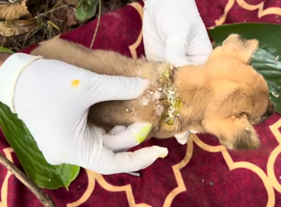 C0112020_A starving life unable to move #feedthem #rescuecall_part2