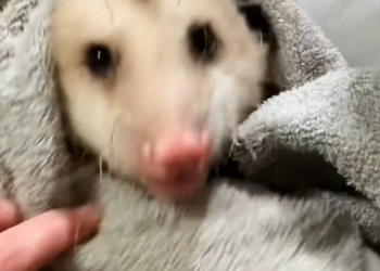 C1512003_man adopted an opossum then #rescue #rescueanimals #fyp #opos…
