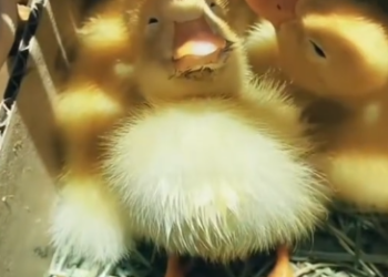 C1512004_ducks were thrown away due to late hatching adopted them #rescue