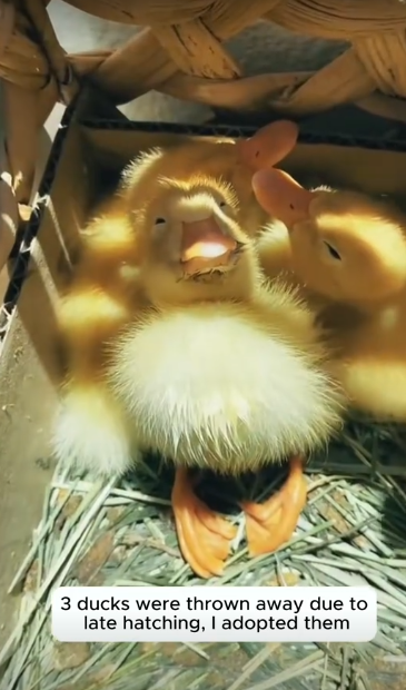 C1512004_ducks were thrown away due to late hatching adopted them #rescue