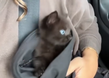 C1512006_Kind girl saved kitten then #rescue #rescueanimals #kitten #res…