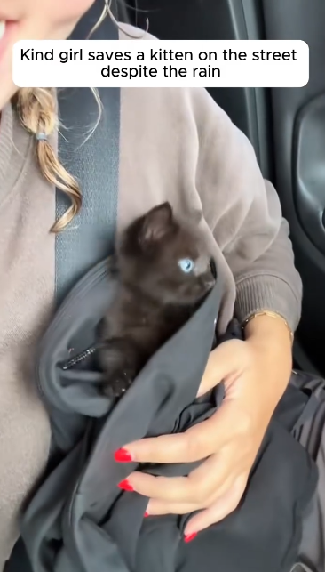 C1512006_Kind girl saved kitten then #rescue #rescueanimals #kitten #res…