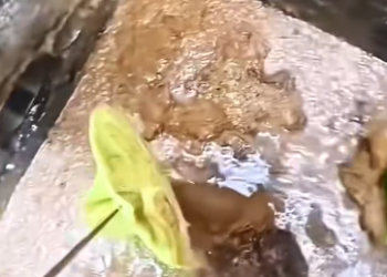 C1512007_found lot of kittens fell into hole, saved them #rescu…