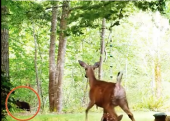 C1512008_We saved mother her baby deer in rare circumstances #animals #r…