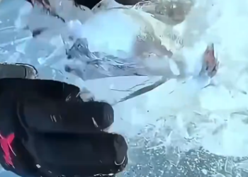 C1512009_We found duck rescued it #animals #rescue #rescueanimals #duck