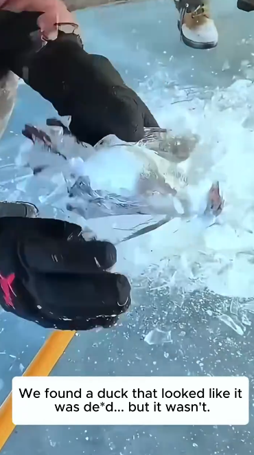 C1512009_We found duck rescued it #animals #rescue #rescueanimals #duck