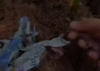 C1512010_man picked up strange creature nest then #animals #rescue…