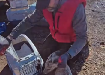C1512011_We found trapped wolf helped it #animals #rescue #rescueanimals…
