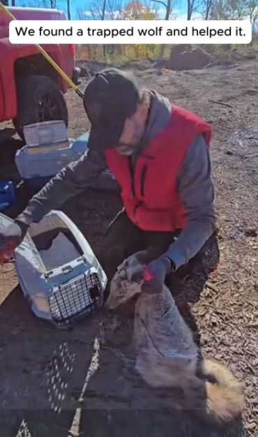 C1512011_We found trapped wolf helped it #animals #rescue #rescueanimals…