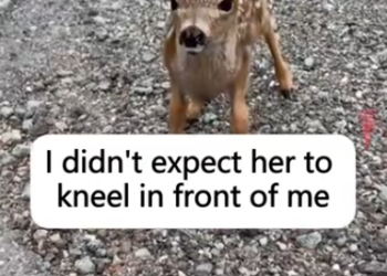 C1512012_Rescue poor little deer in traffic giving her motherly care…