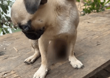 C0112021_A precious life enduring its final hours #stopabuse #careteam_part2