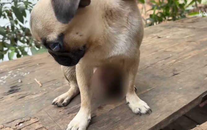 C0112021_A precious life enduring its final hours #stopabuse #careteam_part2