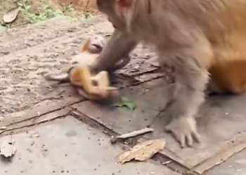 C1512013_monkey was bullied by his own kind, reached out to save him,