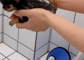 C1512014_On country road in rainstorm, dog blocked our way, she