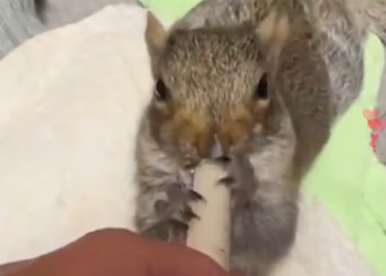 C1512015_Rescue trapped squirrel adopt her as my baby #rescue #animals