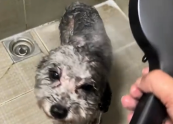 C1512016_found little dog abandoned in rain, she cried out to me…