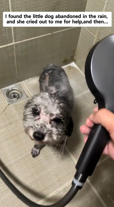 C1512016_found little dog abandoned in rain, she cried out to me…