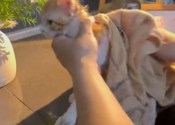 C1512017_Rescue frightened kitten #rescue #kitten #animal #pet #love #fyp