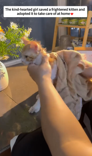 C1512017_Rescue frightened kitten #rescue #kitten #animal #pet #love #fyp