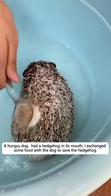 C1512018_hungry dog had hedgehog in its mouth. exchanged some food