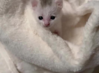 C1512019_newborn kitten was left on roadside by my careless mother,