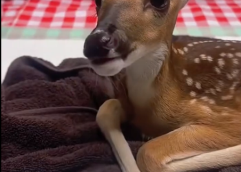 C1512021_saved deer separated my mother on rainy day, then #res…