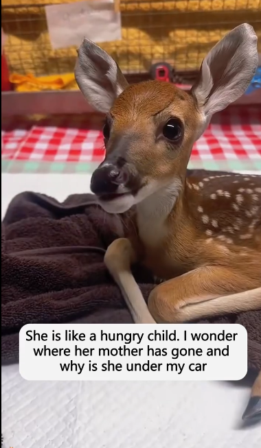 C1512021_saved deer separated my mother on rainy day, then #res…