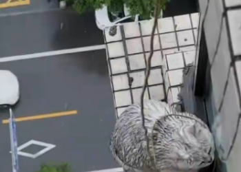 C1512022_We rescued kitten trapped in tall building took good care o…