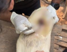 C0112022_The fragile being collapsing from suffering #saveus #helpquick_part2