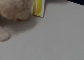 C1512023_Rescue poor puppy #rescue #puppy #love #animals #fyp