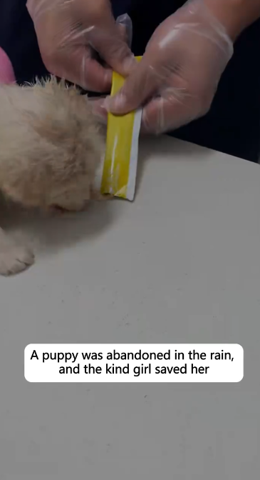 C1512023_Rescue poor puppy #rescue #puppy #love #animals #fyp