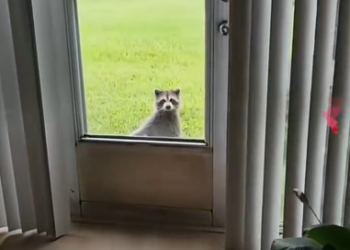 C1512024_kind man rescued trapped raccoon, then #rescue #animals #r…