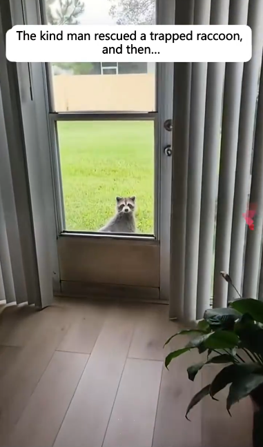 C1512024_kind man rescued trapped raccoon, then #rescue #animals #r…