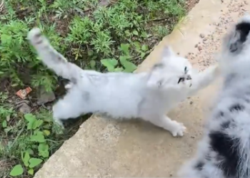 C1512025_My dog found stray cat, beautiful story began #rescue #cat